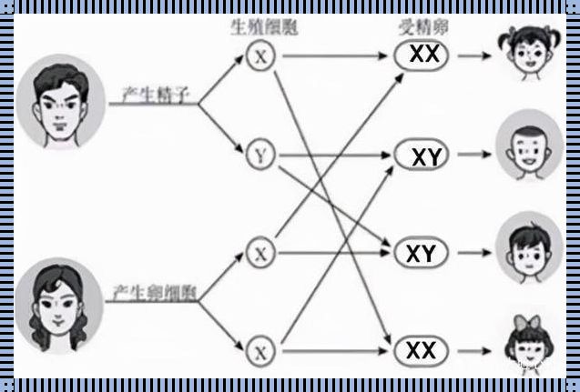 Y染色体还是祖先那条吗：生命之链的传承与演变