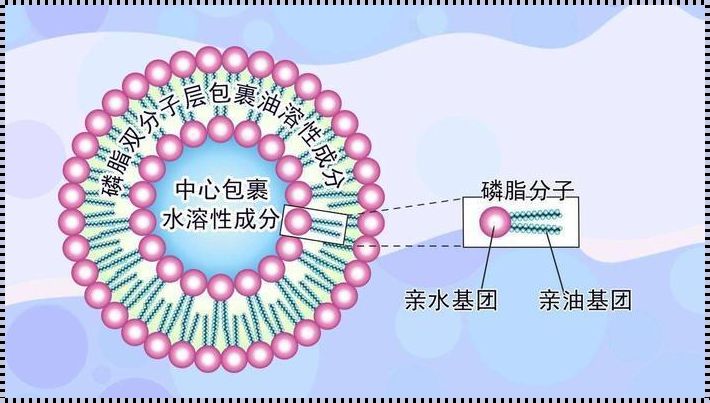 鞘磷脂：备孕中的重要脂质平衡