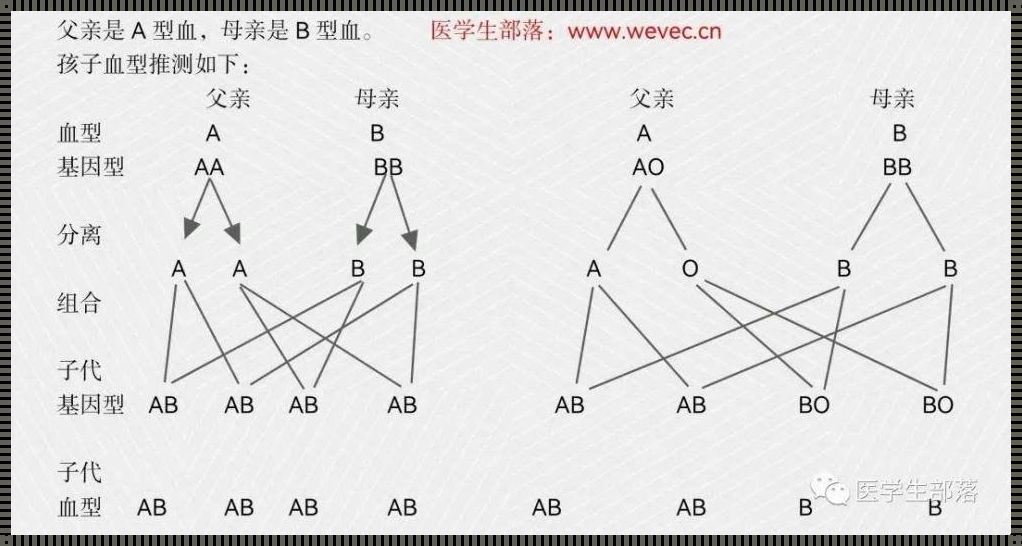 血型遗传图解：探索血脉里的奥秘