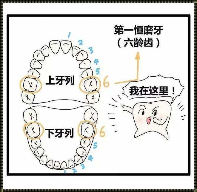 母婴社区新视角：探索儿童六龄齿的位置图奥秘