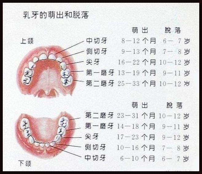 备孕之路，揭秘六龄齿的“换牙谜团”