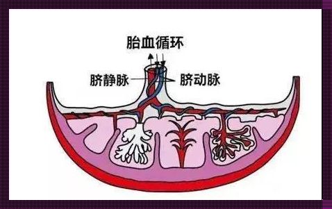 脐动脉一根粗一根细的原因揭秘