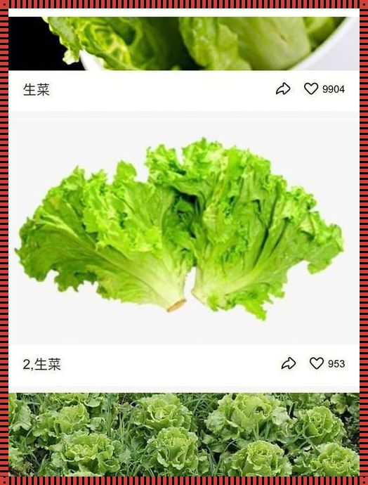 为什么有人说生菜致癌