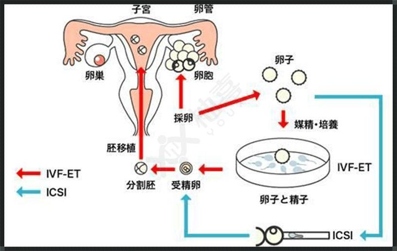 5天囊胚的着床过程：一段温馨而奇妙的旅程