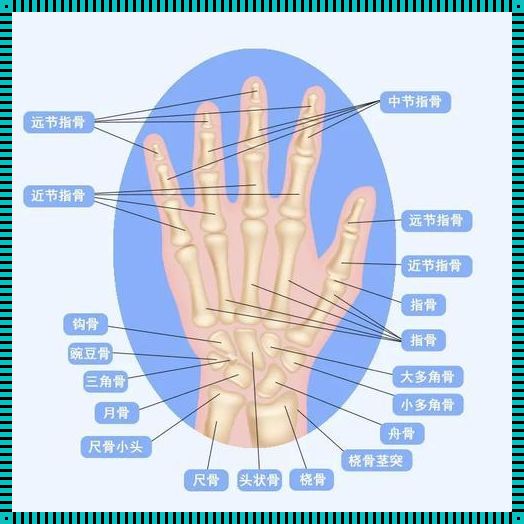 握紧拳头，揭秘骨骺闭合的神奇之旅