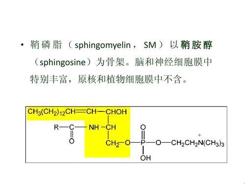 “鞘磷脂”传奇：笑谈生物界的“高级脂肪”