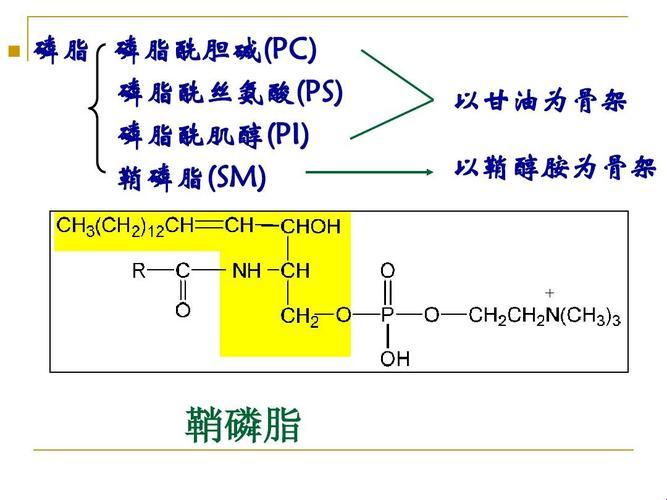 “鞘磷脂”传奇：笑谈生物界的“高级脂肪”