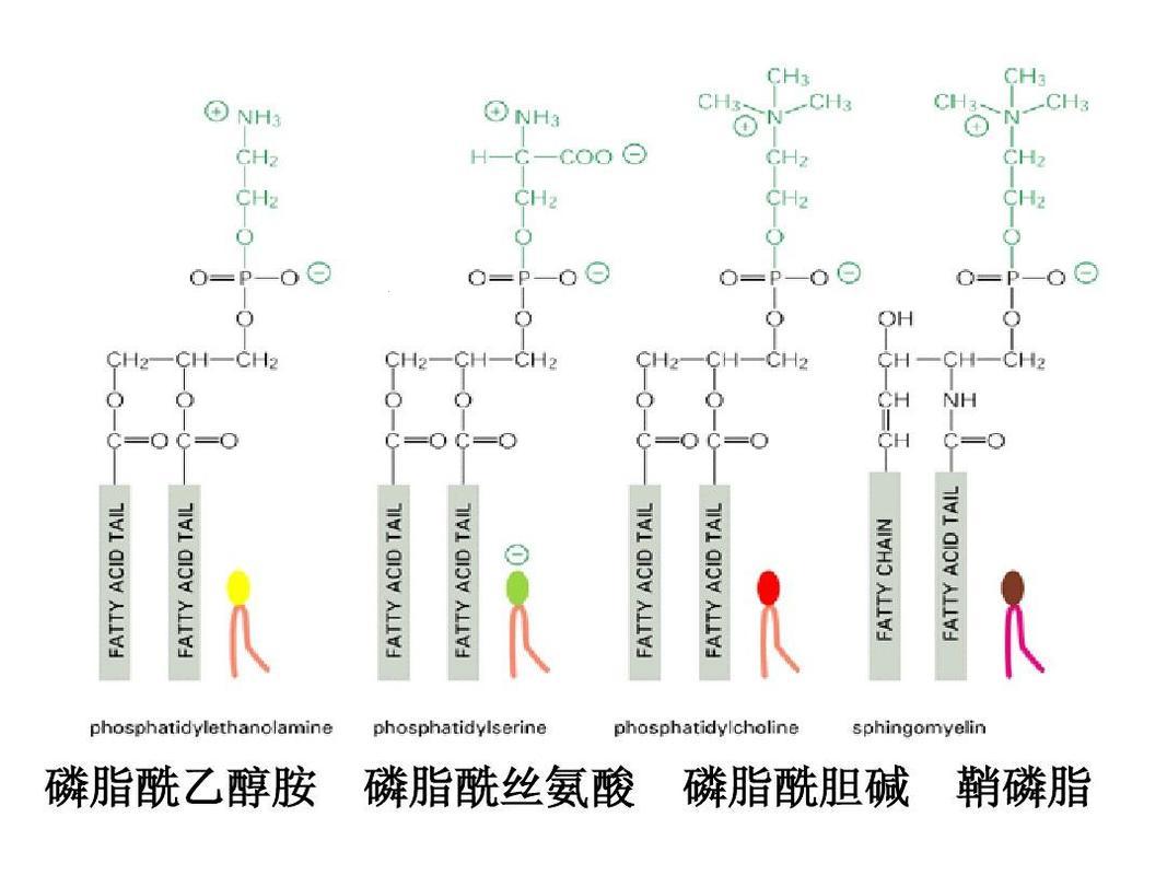 “鞘磷脂”传奇：笑谈生物界的“高级脂肪”