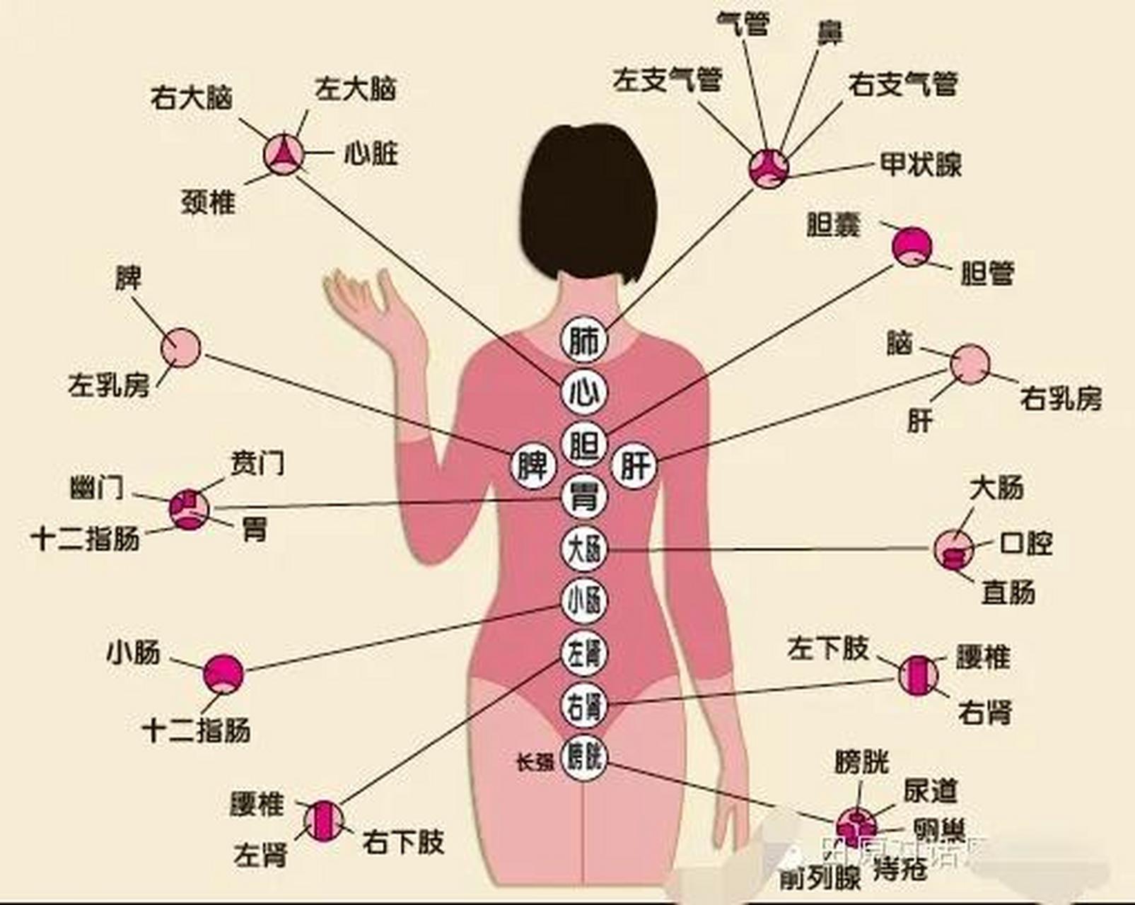 《拔罐12个神秘位置，颜色对照揭秘，你的身体密码就被我这样“读”透了！》