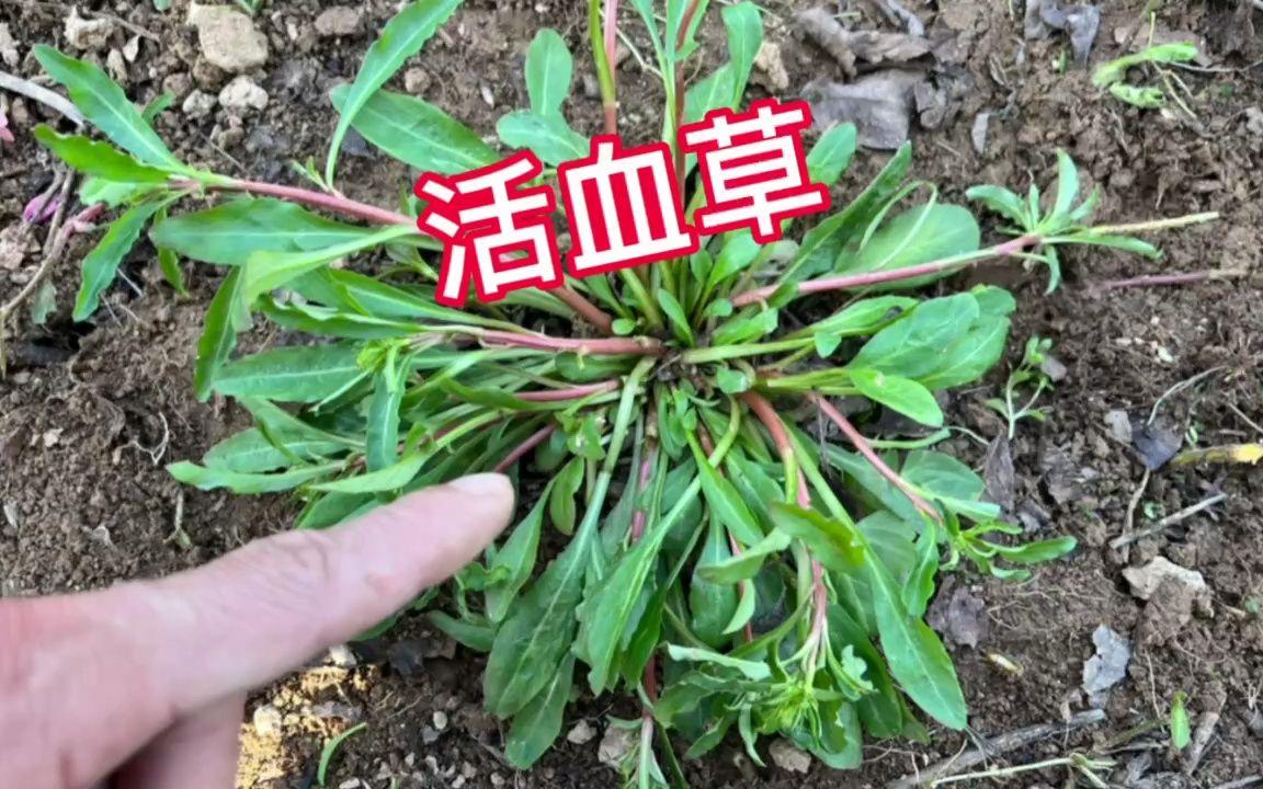 活血草药探秘：奇葩草本，谁主沉浮？