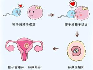 “孕”途漫漫：一场生命的“讽刺”之旅