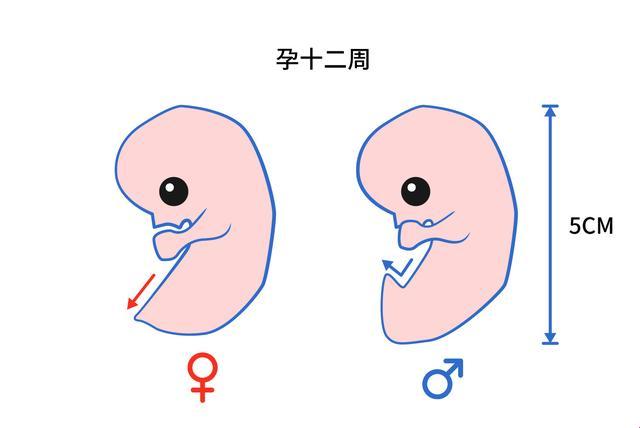 怀孕12周“窥探”性别：技巧还是戏法？