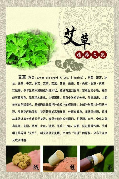 艾草，绿色小巨人般的神奇魔力