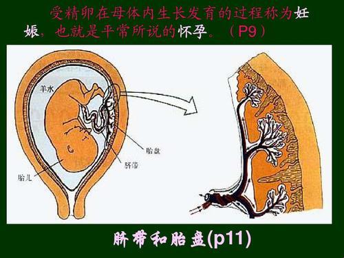 “谁供的胎盘？”——性别大战里的小儿科