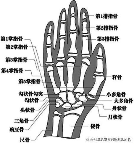 揭秘骨龄之谜：腕关节下的青春密码