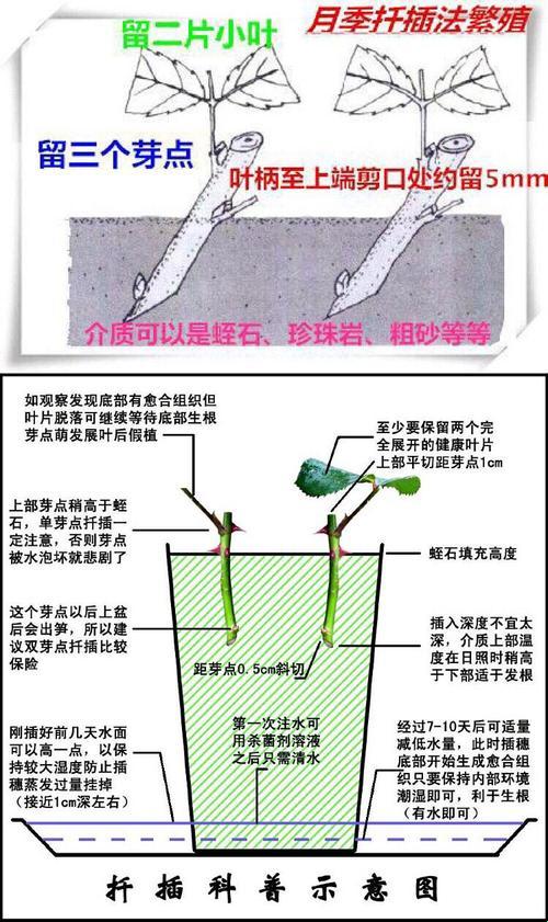 欧式72种插花诡计：笑谈注意事项