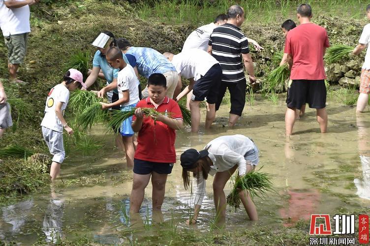 外国情侣“稻田热恋”：一场令人捧腹的插秧秀