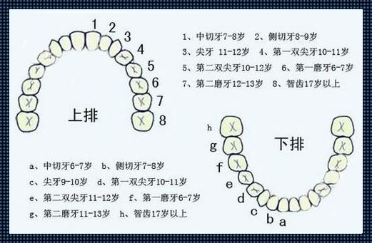 牙缝间的江湖：笑谈人类牙齿数量