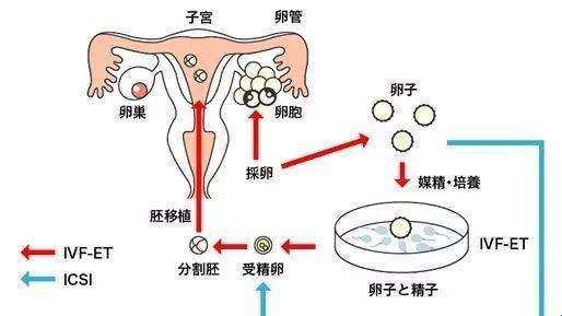 独苗胚胎，移？还是不移？