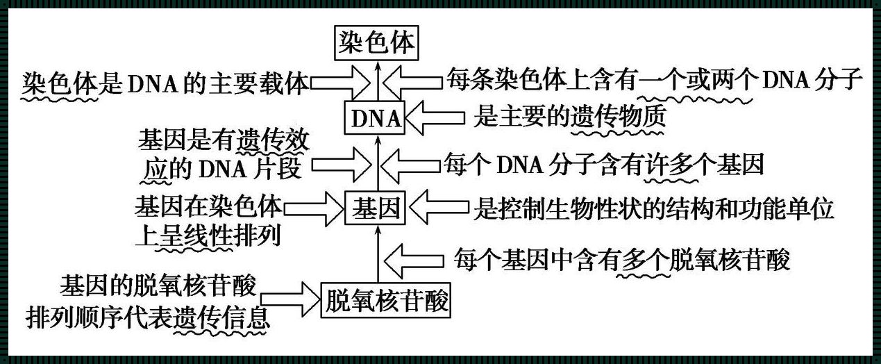 “DNA狂想曲：基因染色体们的吐槽大会”