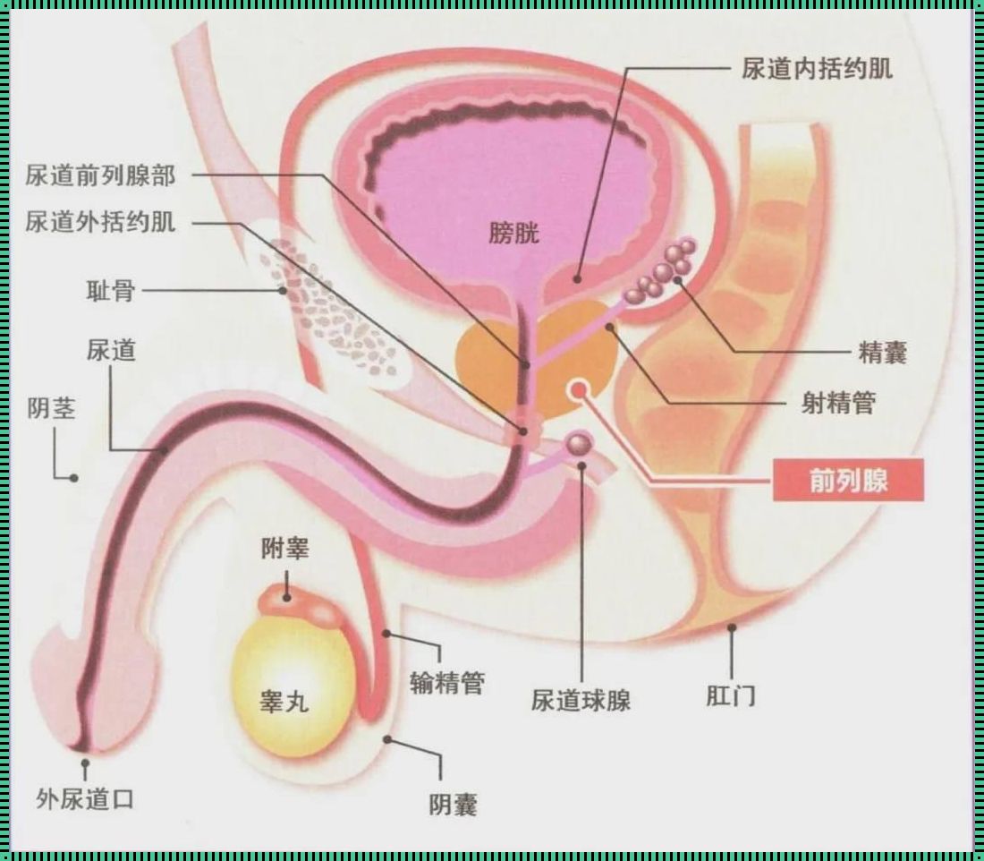 前列腺解剖示意图：一个“男言之隐”的奇妙旅行