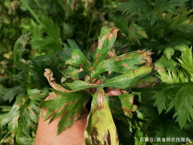 “芹”心之语：菜叶儿，何故忍痛割爱？